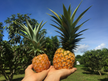 images-banner